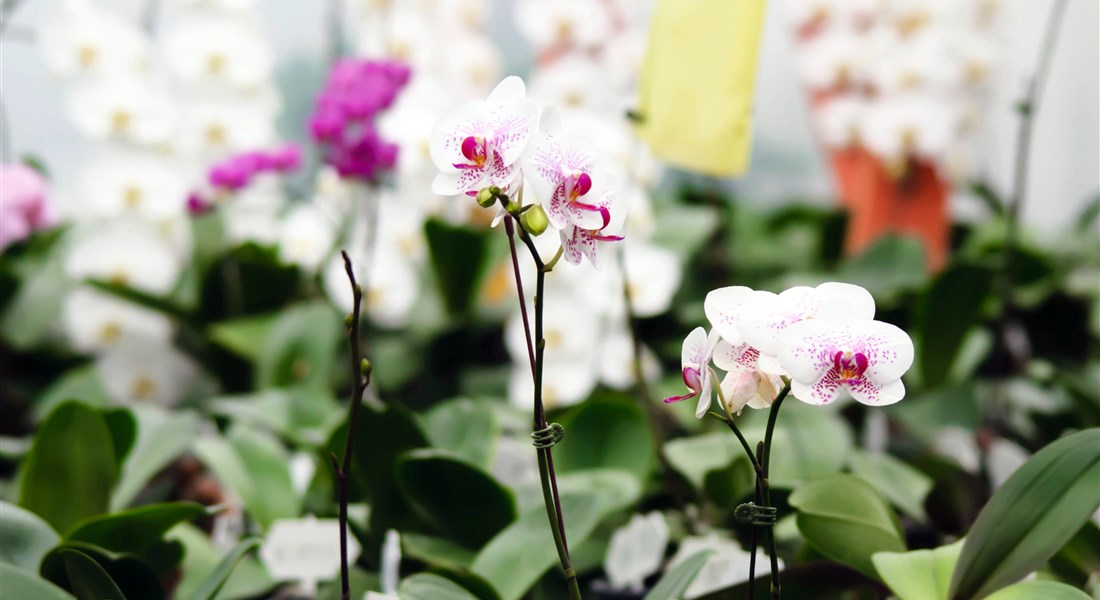 Výstava orchidejí v Drážďanech