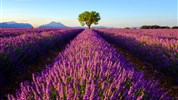 Návštěva Provence s vůní levandule