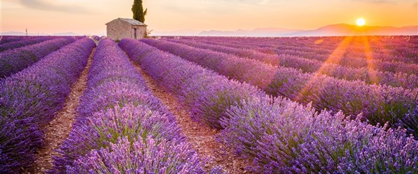Vůně a chutě Provence