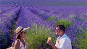 Levandulová Provence - poklady jižní Francie - Valensole