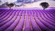 Levandulová Provence - poklady jižní Francie - Valensole