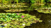 Normandie a Bretaň: Umění, historie a gastro zážitky - Giverny - Monet