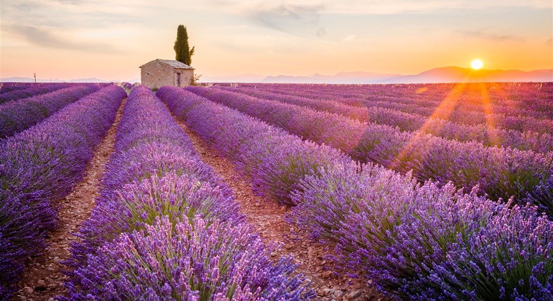 Krásy a vůně Provence